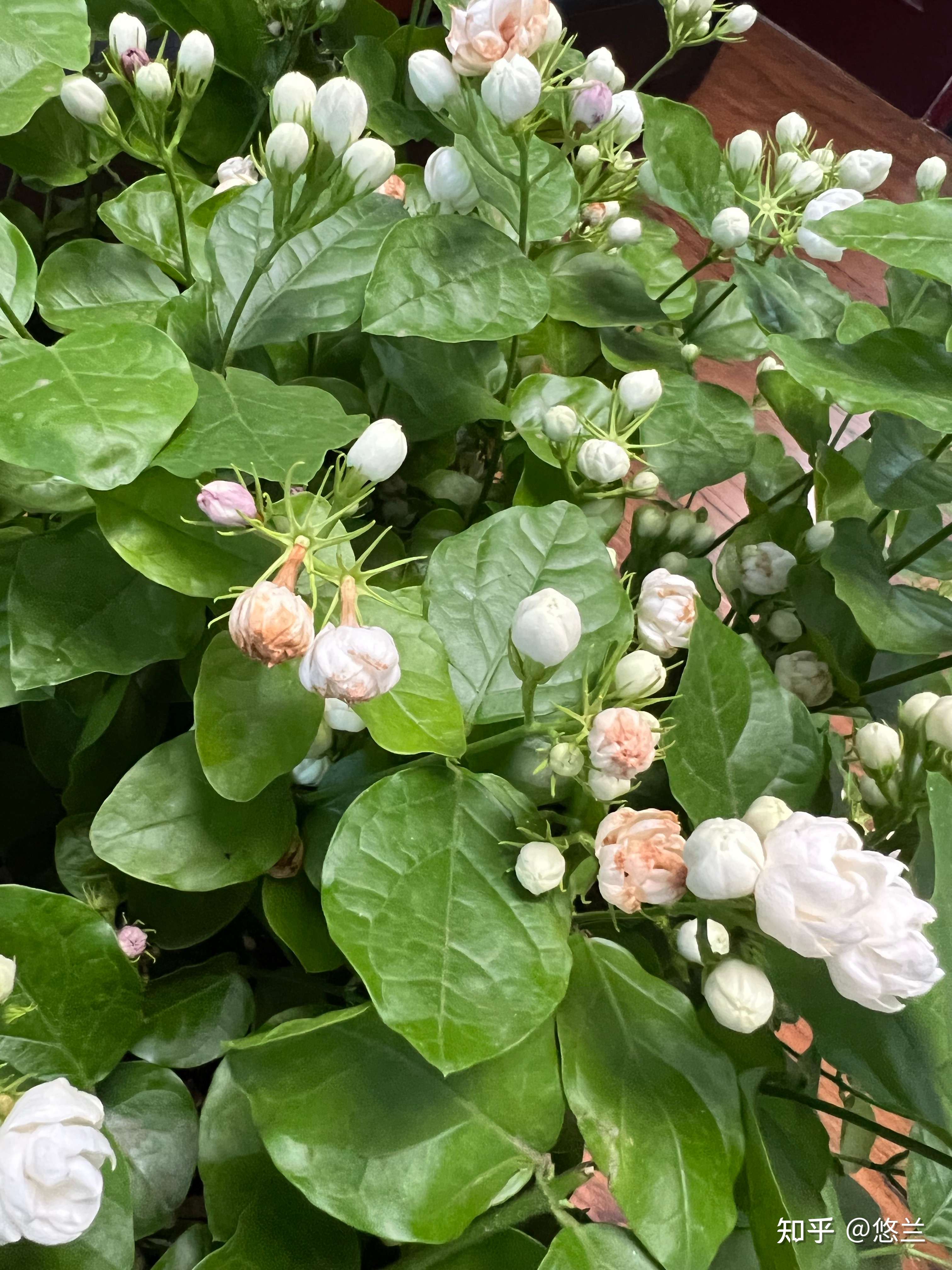新买了盆茉莉花,在屋… - 知乎