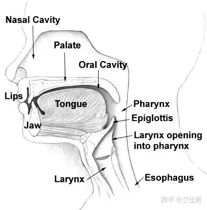 为什么一些鸟类(如鹦鹉)能模仿人类说话,而更接近人类的哺乳动物却不能? 为什么一些鸟类(如鹦鹉)能模仿人类说话,而更接近人类的哺乳动物却不能?