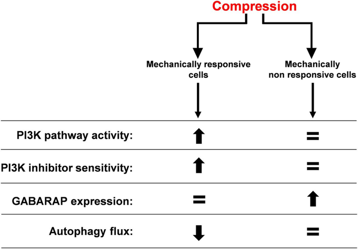 機械壓縮力增加乳腺癌和胰腺癌細胞中的 PI3K 輸出信號