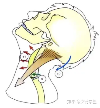 胸锁乳突肌两侧收缩为什么是使头后仰