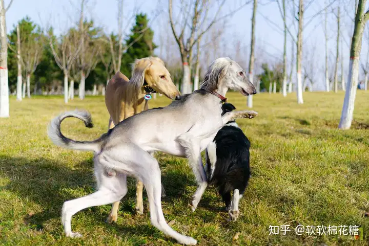 为什么中国细犬数量稀有? - 知乎