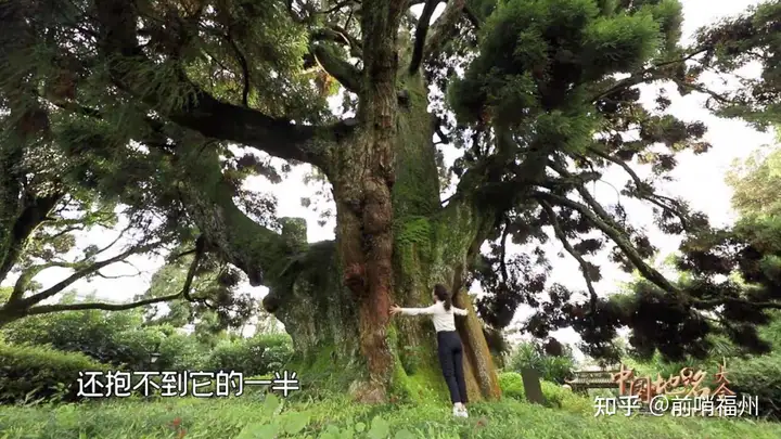 千年柳杉