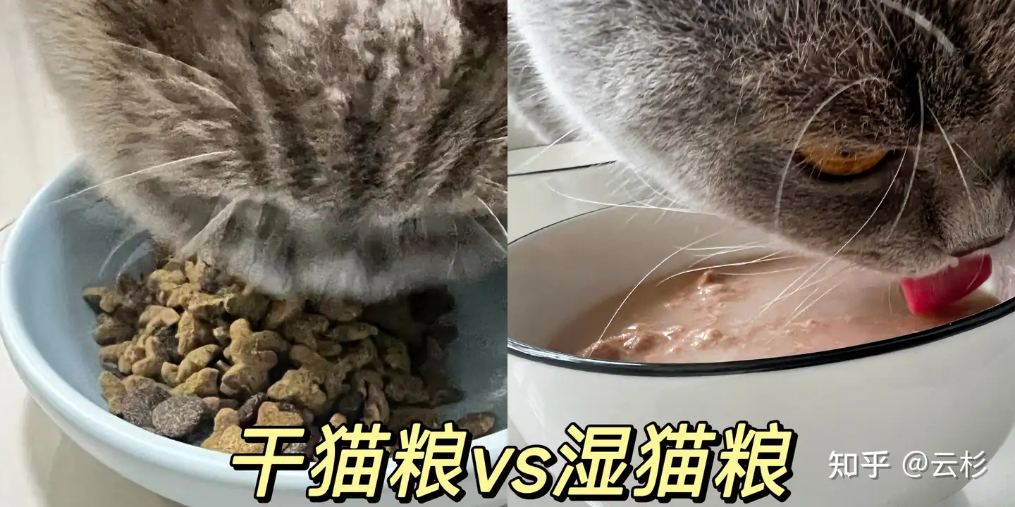 对于马上要养猫的「准铲屎官」，物质和心理两个层面，分别需要提前准备