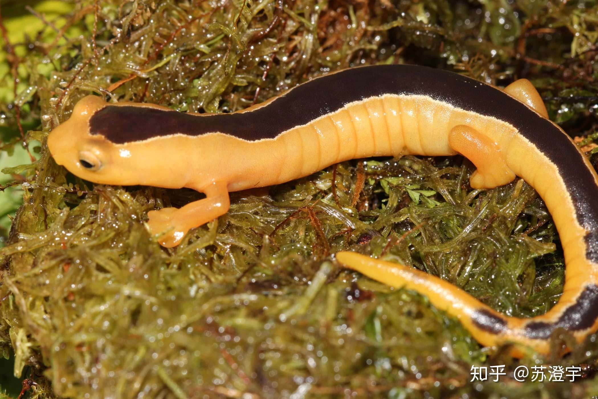 苏澄宇 的想法: #神奇动物在哪里# 杰克逊攀登蝾螈 (英文… - 知乎