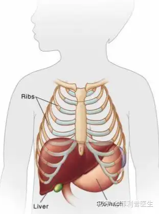 打击位置在前胸靠近心脏位置,也就是心前区.