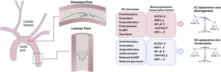 動(dòng)脈粥樣硬化中的內(nèi)皮細(xì)胞力學(xué)生物學(xué)