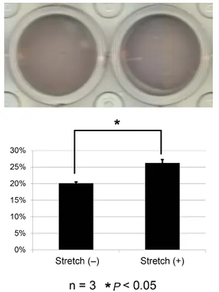 拉伸通過增強成纖維細胞中內皮素受體B和TRPC3 的表達來促進傷口收縮