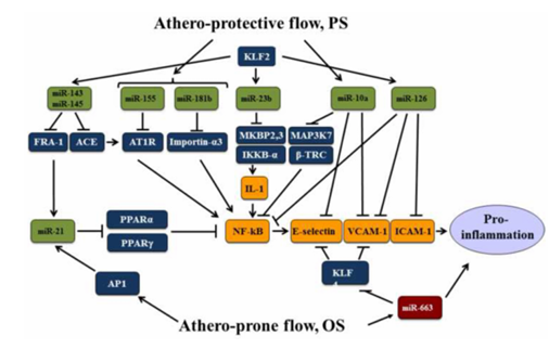 机械敏感型 miR 在内皮细胞对切应力和氧化还原状态响应中的作用 机械敏感型 miR 在内皮细胞对切应力和氧化还原状态响应中的作用