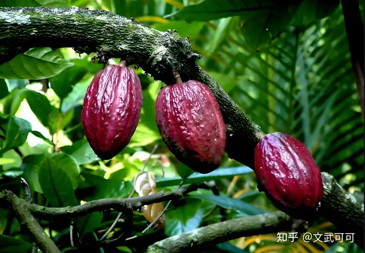 巧克力、朱古力和可可有什么区别吗? - 知乎