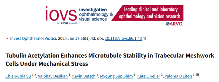 微管蛋白乙酰化增強機械應力下小梁網細胞的微管穩定性