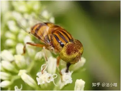 眼睛是黃色的身上一條一條的條紋跟蜜蜂一樣但是是蒼蠅,有毒嗎?