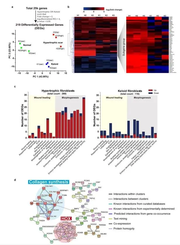 成纖維細(xì)胞中張力敏感的 HOX 基因表達(dá)用于差異瘢痕形成
