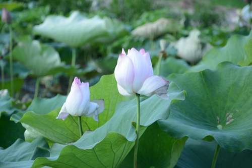 启程！“湘”约花石，“莲”动青春 ——湘潭大学新莲心实践团三下乡启程纪实