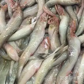 什麼海魚便宜又好吃都有哪些做法