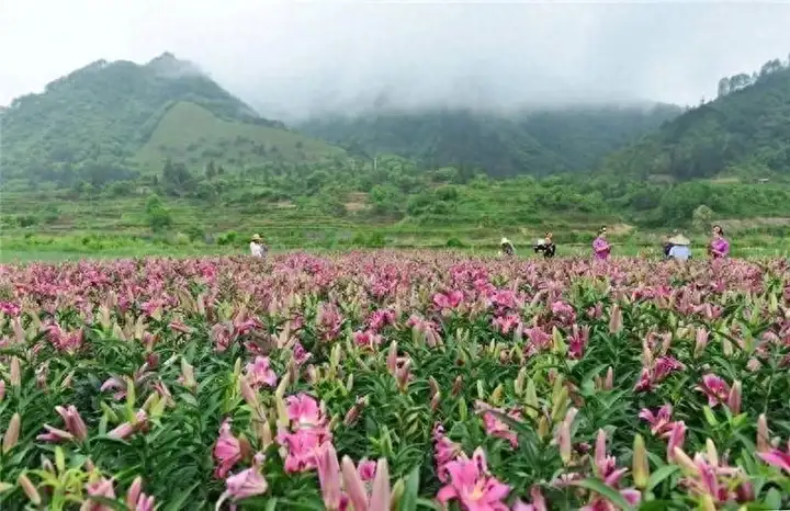 什么种植赚钱最快（农村种植什么好养又赚钱）