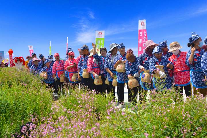 戈宝红麻花海景区爆火，游客涌入阿勒泰最美花海