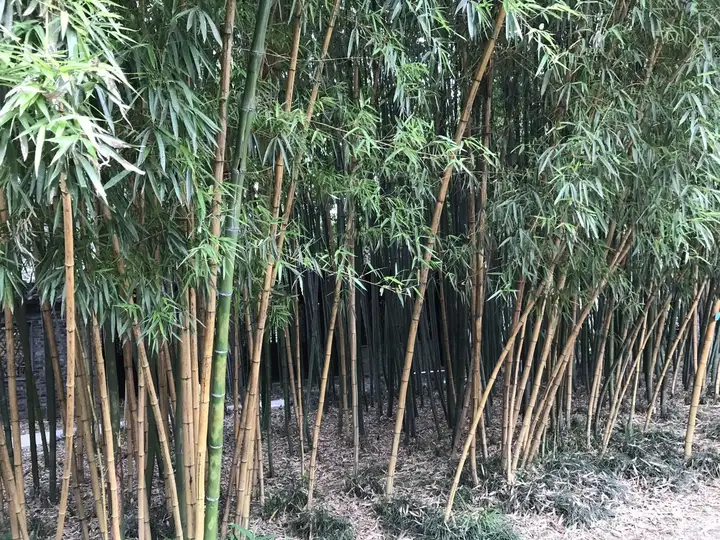 扬州有什么好玩的地方值得推荐？