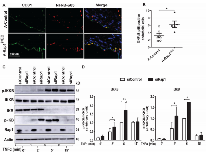 內皮細胞中的 Rap1 可限制炎癥信號傳導,從而抑制動脈粥樣硬化的進展 內皮細胞中的 Rap1 可限制炎癥信號傳導,從而抑制動脈粥樣硬化的進展