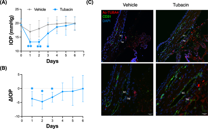微管蛋白乙酰化增強機械應力下小梁網細胞的微管穩定性