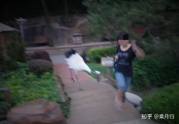 是大部分动物都喜欢被摸头吗？