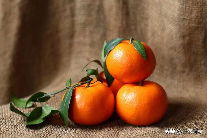 橘生淮南则为橘生于淮北则为枳出自哪篇文章（南橘北枳的寓意是什么）