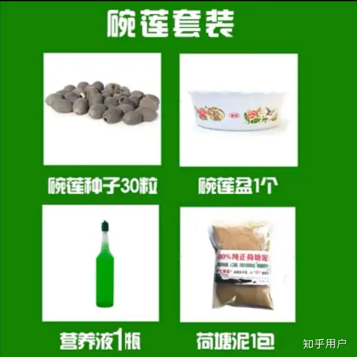 碗莲怎么水培？(水培碗莲种植方法图解)