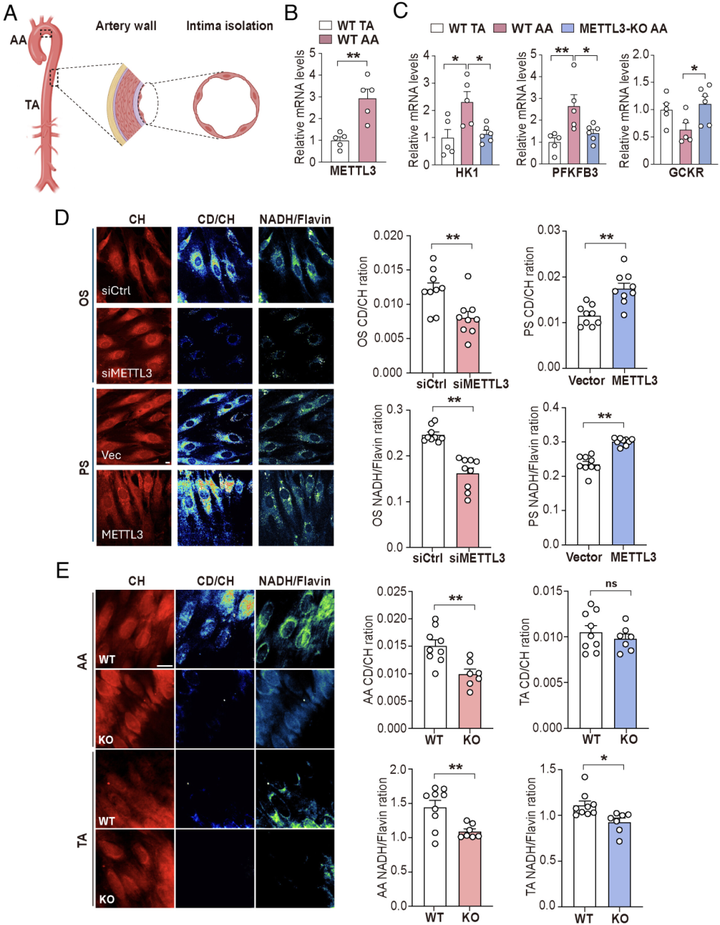 甲基轉(zhuǎn)移酶3（METTL3）介導(dǎo)動(dòng)脈粥樣硬化易發(fā)性血流誘導(dǎo)的內(nèi)皮細(xì)胞糖酵解
