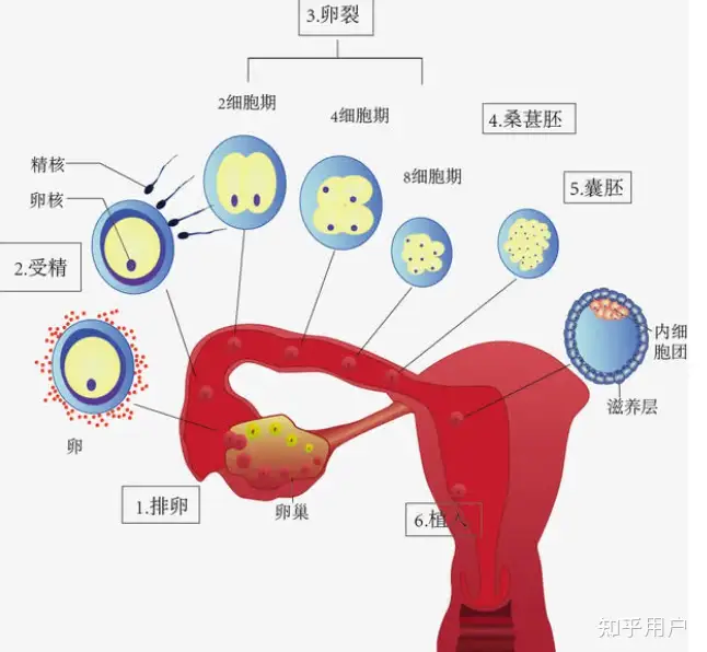 受精卵进入血液循环会发生什么？ - 知乎