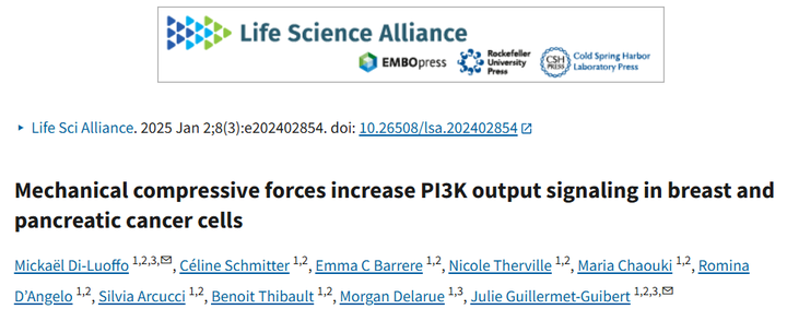 機械壓縮力增加乳腺癌和胰腺癌細胞中的 PI3K 輸出信號