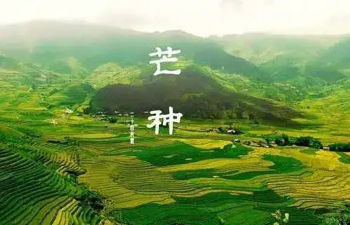 芒种的含义和由来是什么，有哪些民俗活动？