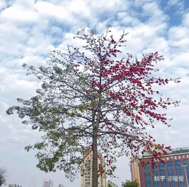 广东木棉开出半边叶半边花，网友戏称「树在左右互搏」，为什么会这样？能从科学角度解释吗？