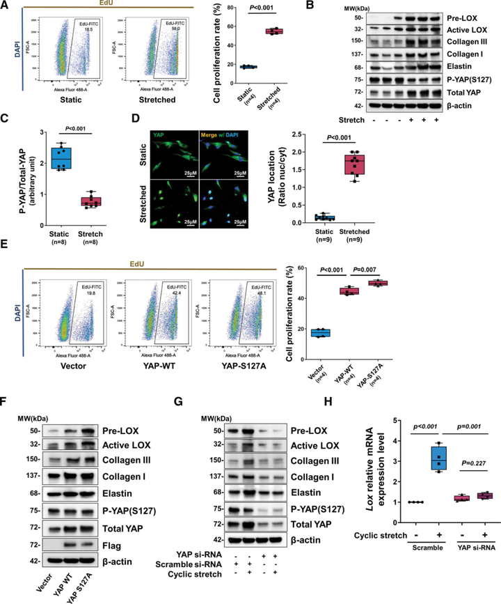 小鼠主動(dòng)脈應(yīng)力激活胸主動(dòng)脈平滑肌細(xì)胞中的適應(yīng)性程序，維持主動(dòng)脈強(qiáng)度并防止動(dòng)脈瘤和夾層