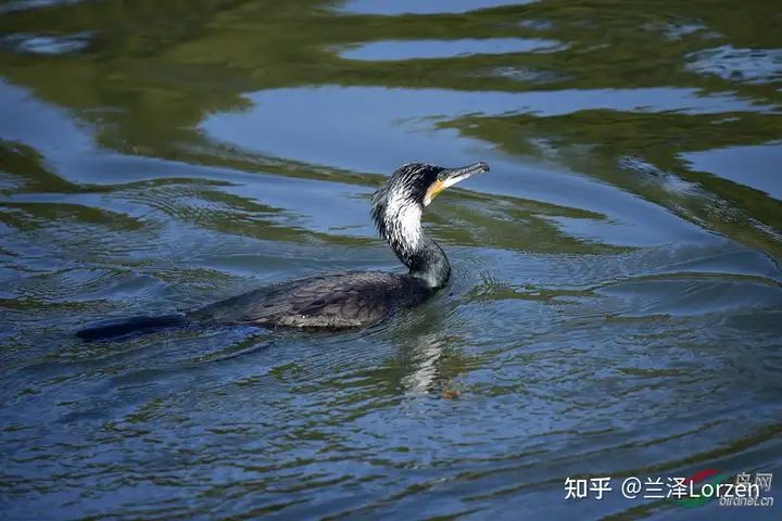 “蚕丛及鱼凫”到底什么是鱼凫?有什么关于鱼凫的传说? - 知乎