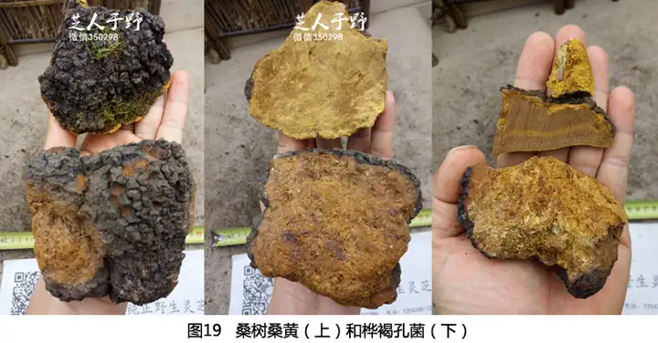 因为一些身体上的问题，需要一些野生桑树桑黄，一查发现有很多种桑黄，我应该怎么去分辨？（野生桑黄的作用?）