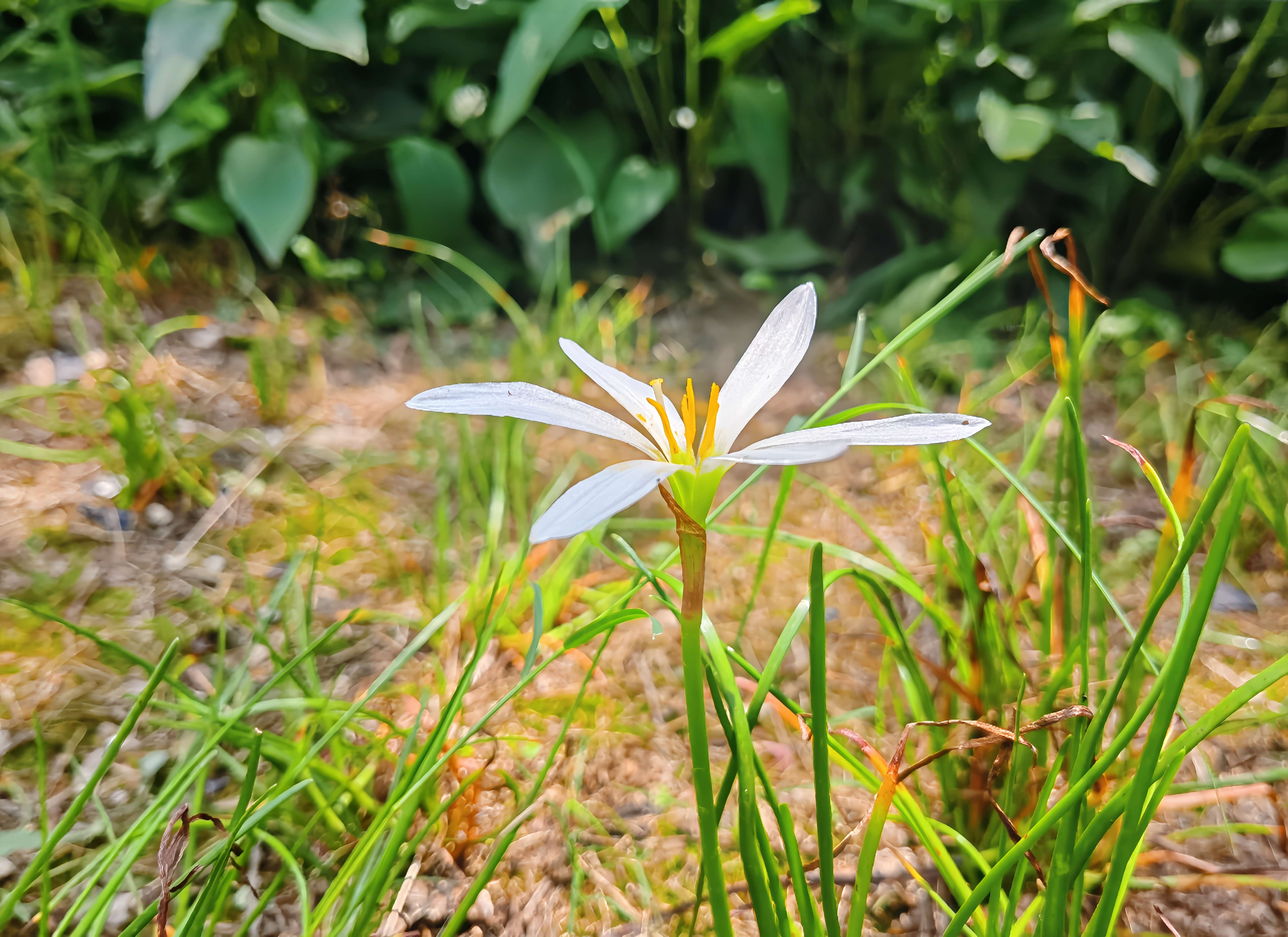 自在如风 的想法: 今日随手拍——夏日葱兰 | #我的今日随手… - 知乎