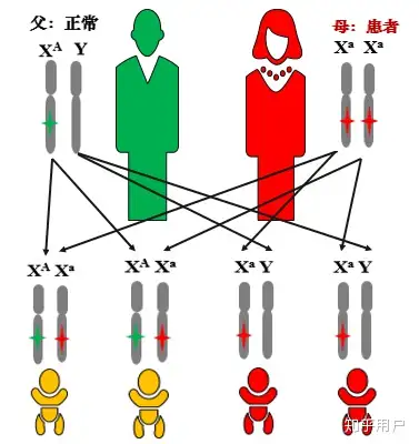 隔代遗传是伴x还是伴y