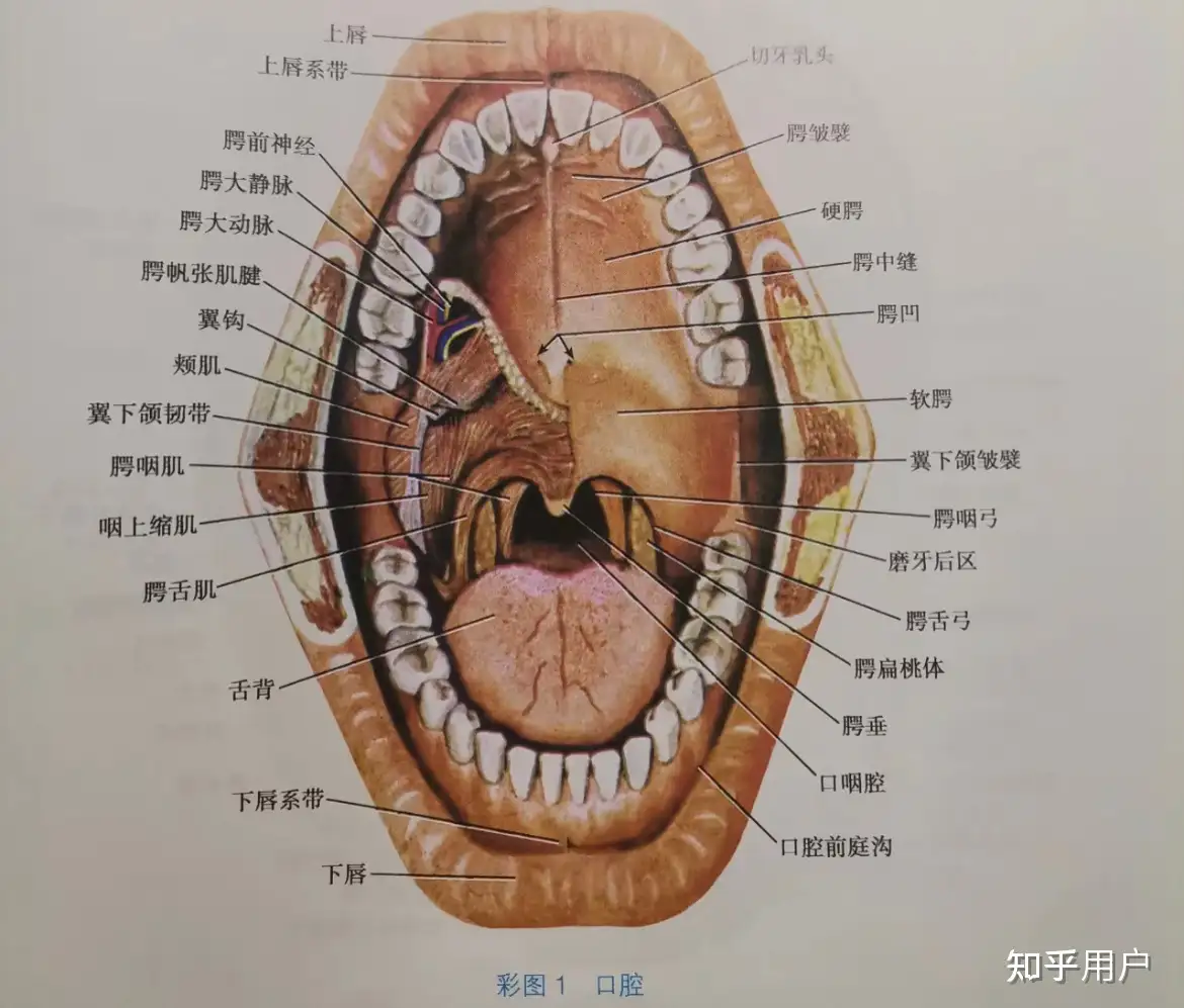 怎么练成播音腔（胸腔共鸣）？ - 知乎