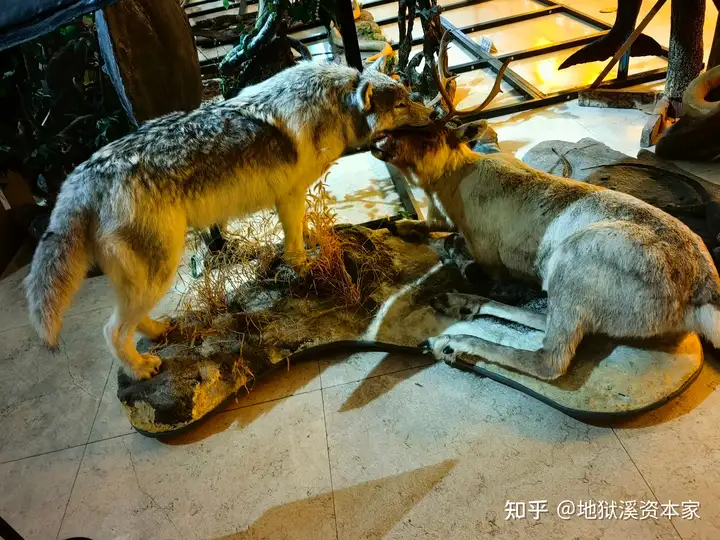当今世界上 现存最大的灰狼是什么狼?它们中最大的个体有多大? - 知乎