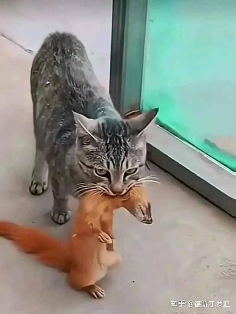 为什么黄鼠狼遇到猫，多数都是猫吃亏？