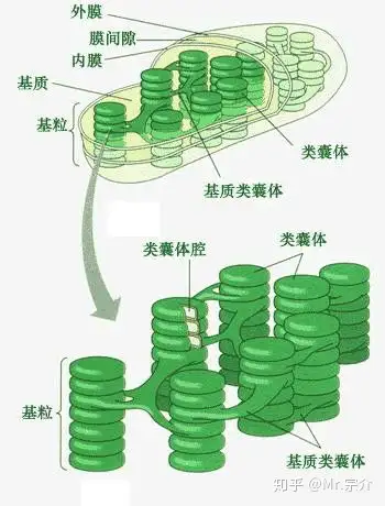 类囊体薄膜与类囊体膜图片