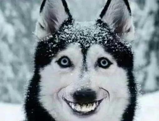 微笑狗恐怖事件死了多少人？微笑狗真的存在吗?