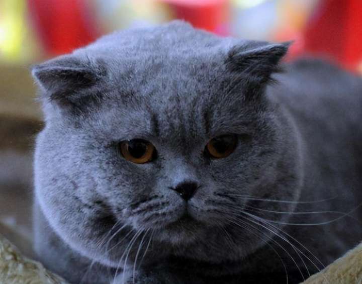 俄罗斯蓝猫多少钱一只？俄罗斯蓝猫养了后悔了