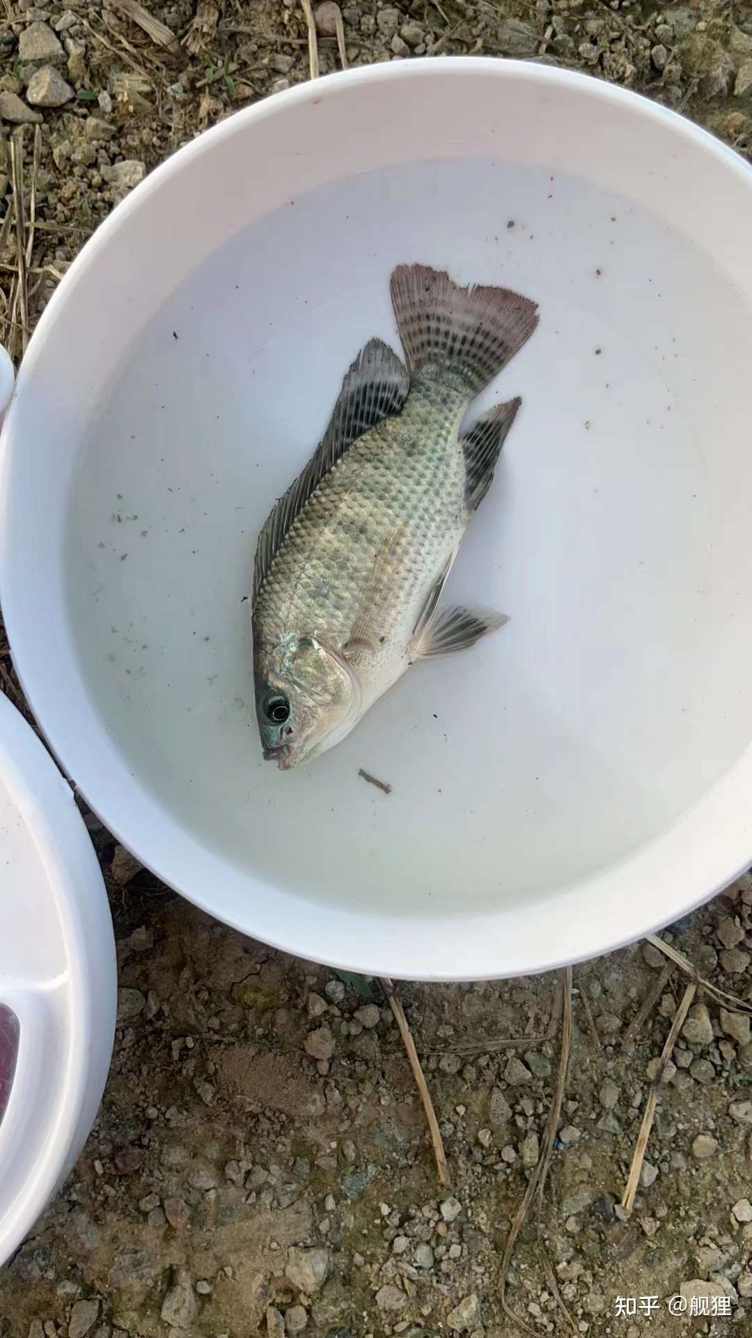 舰狸 的想法: 第一次钓鱼成果,钓鱼佬永不空军!感觉以… - 知乎
