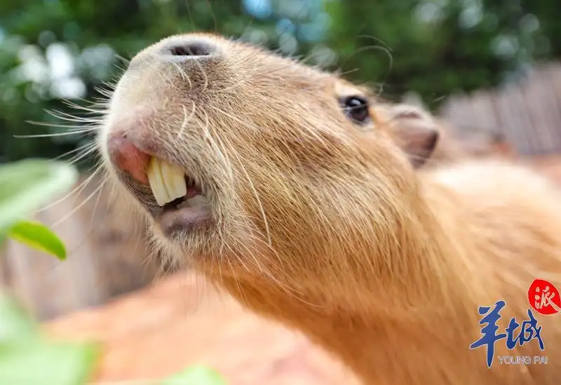 大学生在萌宠咖啡馆被「卡皮巴拉」咬伤做手术，「卡皮巴拉」真的像看起来那样情绪稳定吗？放在咖啡馆安全吗？