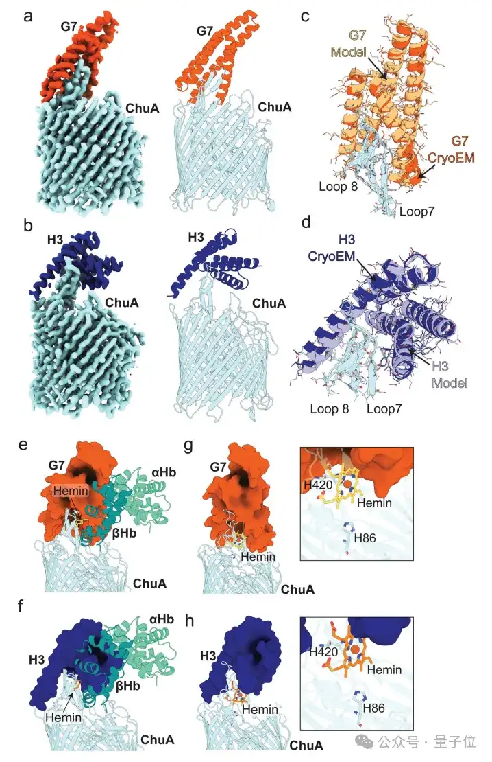 不用抗生素也能抗菌！AI设计新型蛋白质抵御细菌耐药性｜Nature子刊