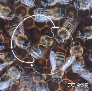 蜜蜂的8字舞到底是如何传递信息的会有其他舞蹈吗