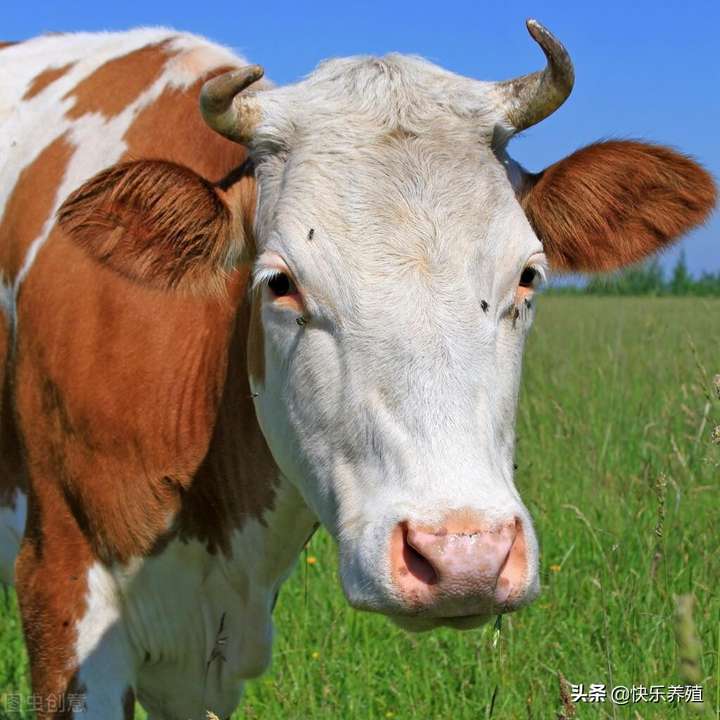 图片[2]-养牛要打哪些疫苗？春季牛防疫措施-乐学小窝
