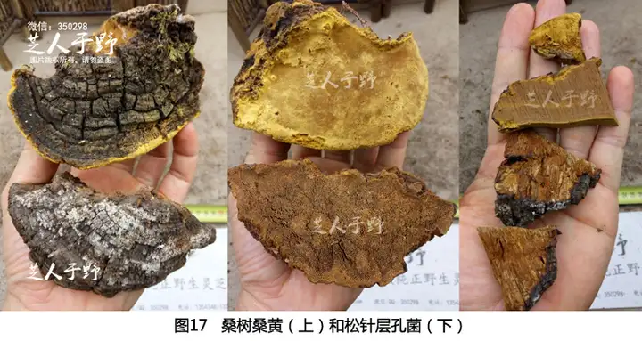 因为一些身体上的问题，需要一些野生桑树桑黄，一查发现有很多种桑黄，我应该怎么去分辨？（野生桑黄的作用?）
