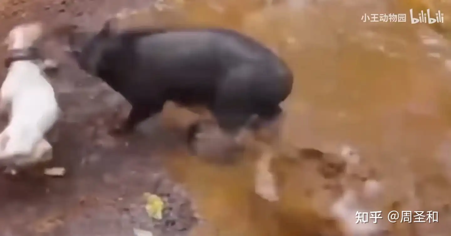 13-year-old Texan takes out 400-pound feral hog wreaking havoc on ranch