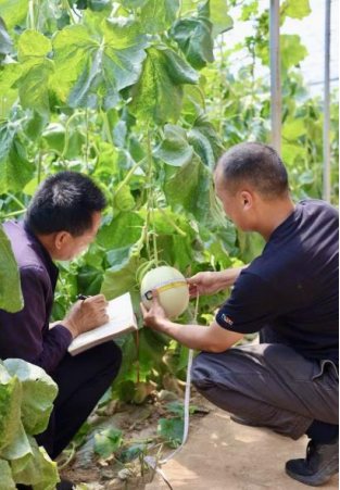 “AI二氧化碳农业系统”助力大棚农业高质量发展重塑绿色经济(图8)